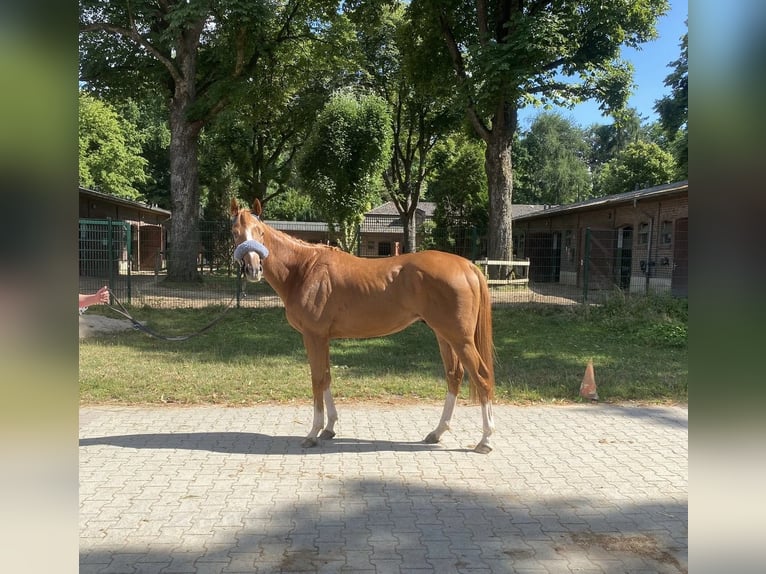Thoroughbred Gelding 3 years 15,2 hh Chestnut-Red in KrefeldKrefeld