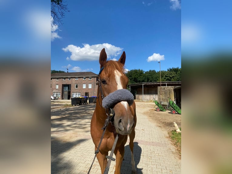 Thoroughbred Gelding 3 years 15,2 hh Chestnut-Red in KrefeldKrefeld