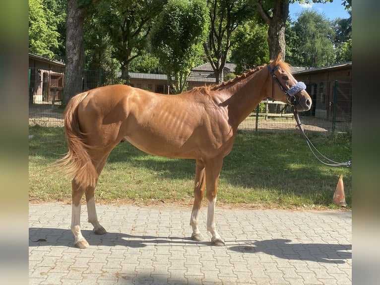 Thoroughbred Gelding 3 years 15,2 hh Chestnut-Red in KrefeldKrefeld