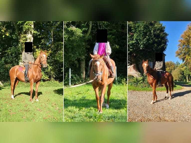 Thoroughbred Gelding 3 years 16,2 hh Chestnut-Red in Etalondre