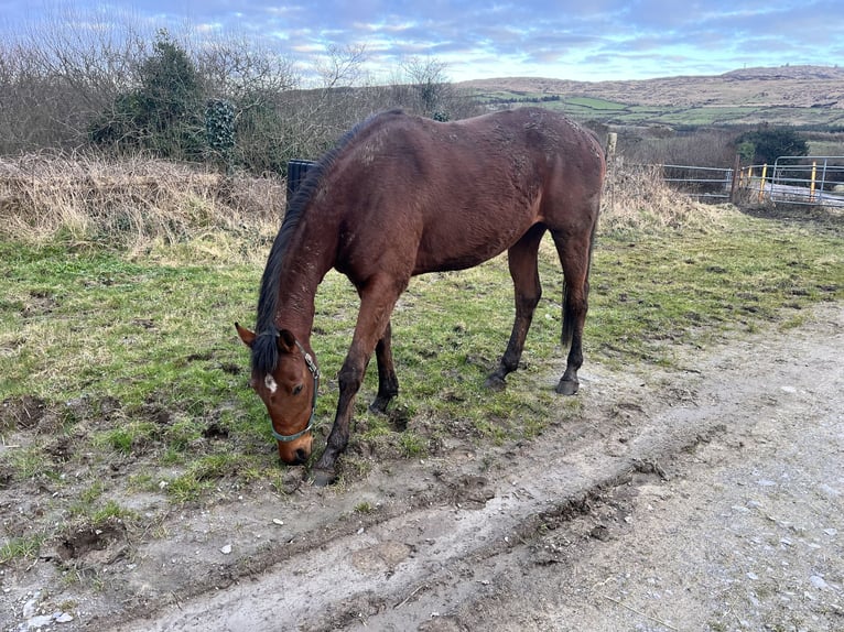 Thoroughbred Gelding 3 years 16 hh Bay in Cork