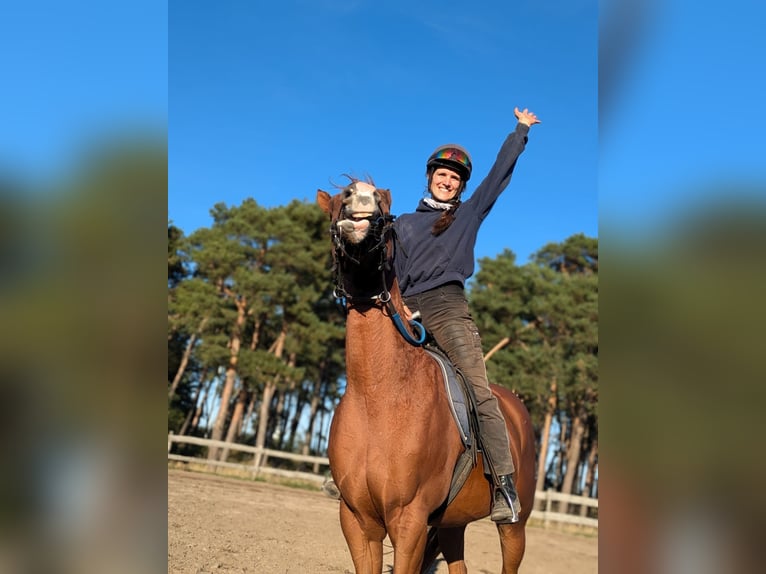 Thoroughbred Gelding 3 years 16 hh Chestnut-Red in Möser