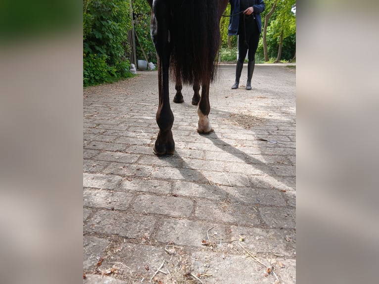 Thoroughbred Gelding 3 years 16 hh  in Wassenaar
