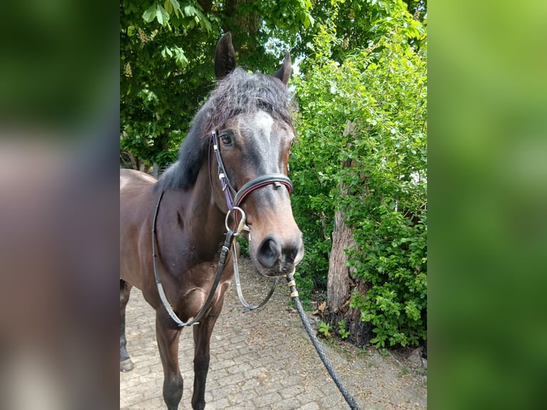 Thoroughbred Gelding 3 years 16 hh  in Wassenaar