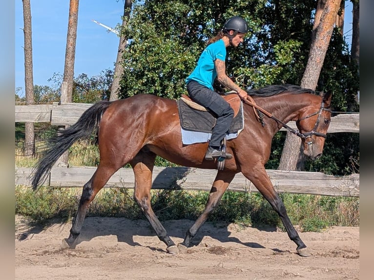 Thoroughbred Gelding 3 years 16,2 hh Bay-Dark in M&#xF6;ser