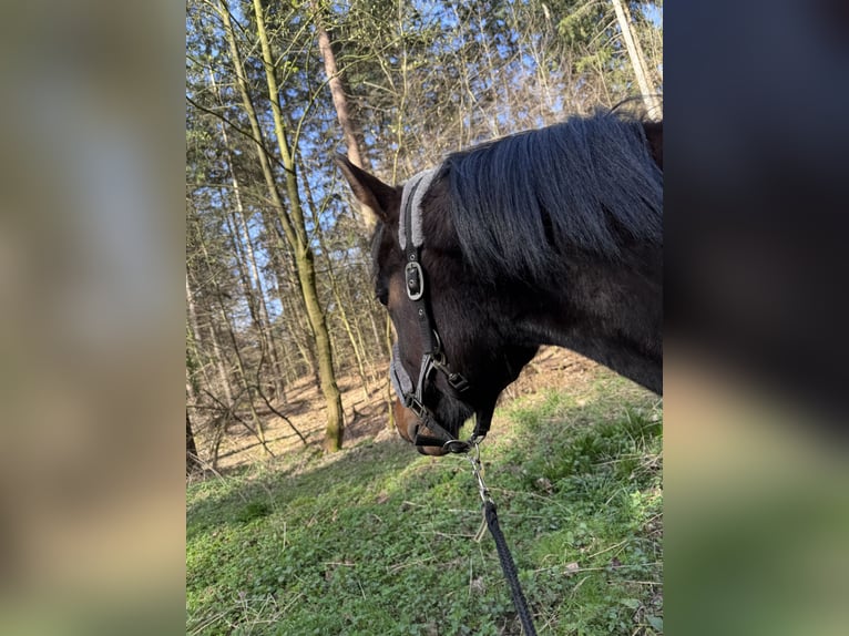 Thoroughbred Mix Gelding 4 years 15.1 hh Bay-Dark in Bösel