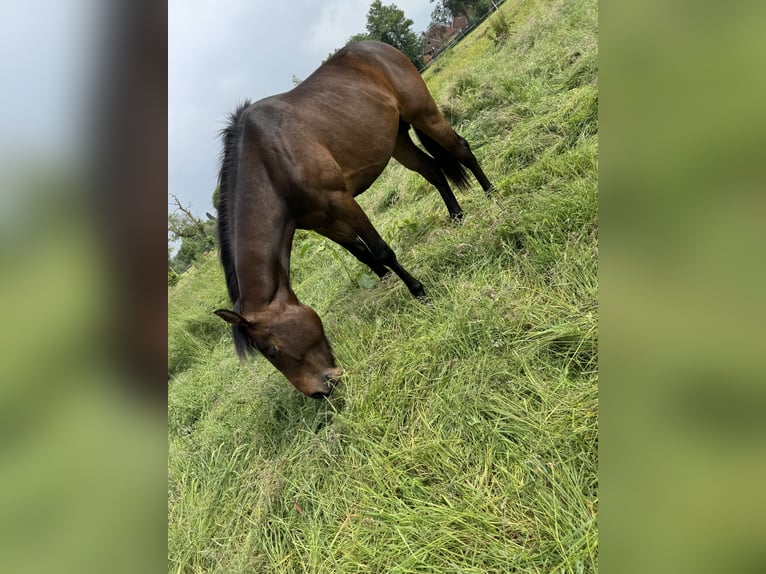 Thoroughbred Mix Gelding 4 years 15.1 hh Bay-Dark in Bösel