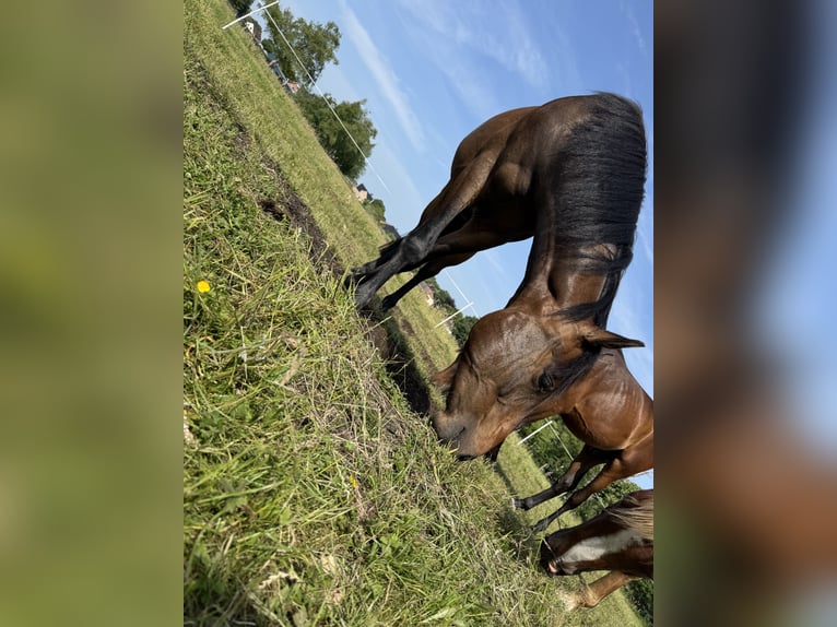 Thoroughbred Mix Gelding 4 years 15.1 hh Bay-Dark in Bösel