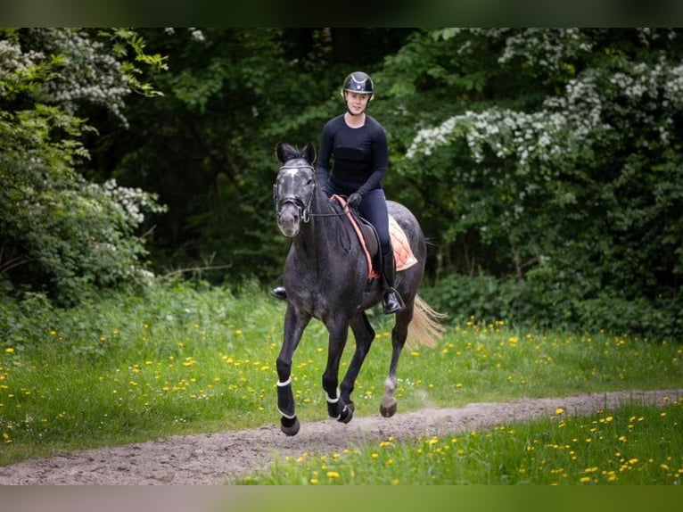 Thoroughbred Gelding 4 years 15,1 hh Grey-Dark-Tan in Zwanenburg
