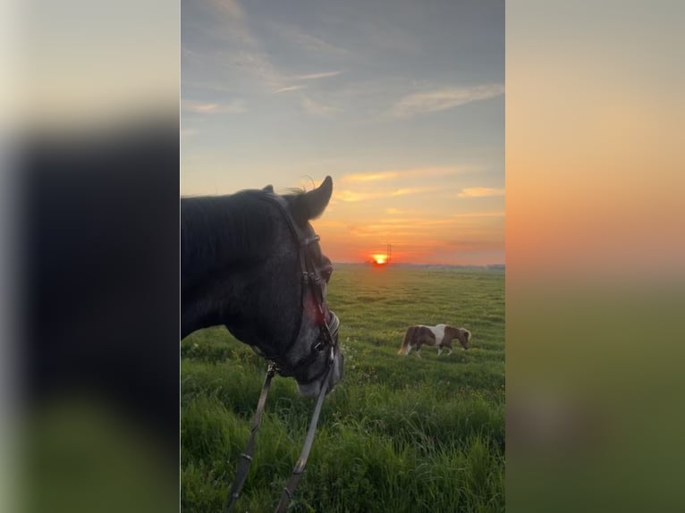 Thoroughbred Gelding 4 years 15,1 hh Grey-Dark-Tan in Zwanenburg