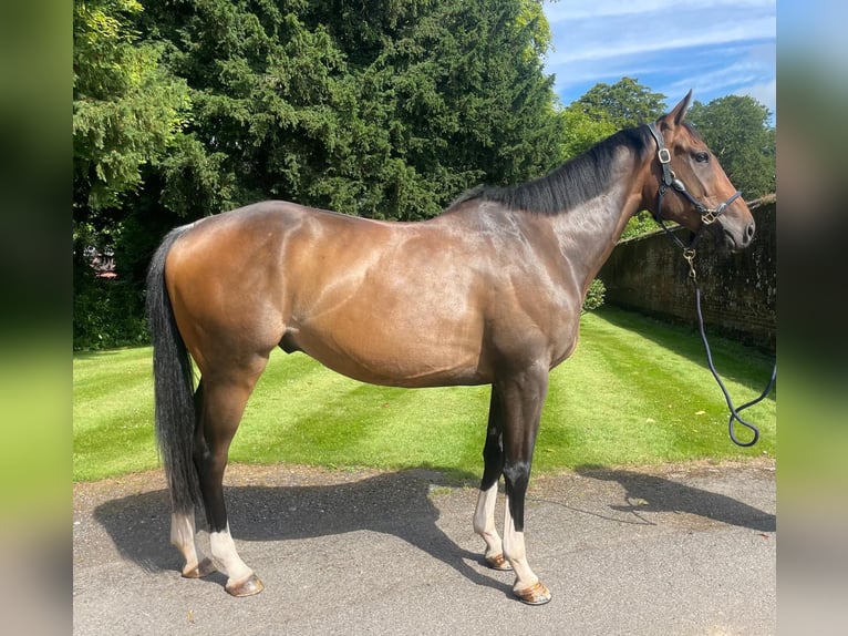 Thoroughbred Gelding 4 years 15,2 hh Bay-Dark in Tunworth