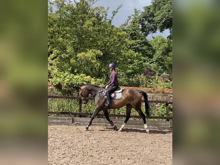 Thoroughbred Gelding 4 years 15,2 hh Bay-Dark in Tunworth