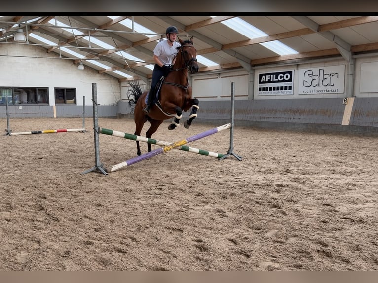 Thoroughbred Gelding 4 years 15.2 hh Bay-Dark in Kasterlee