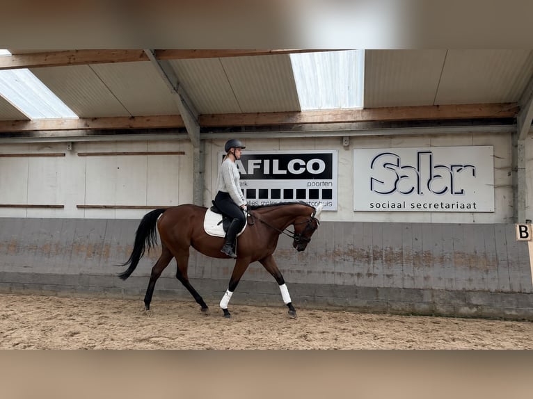 Thoroughbred Gelding 4 years 15.2 hh Bay-Dark in Kasterlee