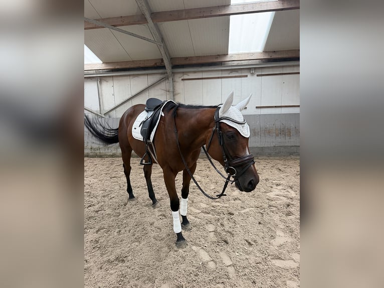 Thoroughbred Gelding 4 years 15.2 hh Bay-Dark in Kasterlee
