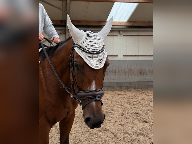 Thoroughbred Gelding 4 years 15.2 hh Bay-Dark in Kasterlee