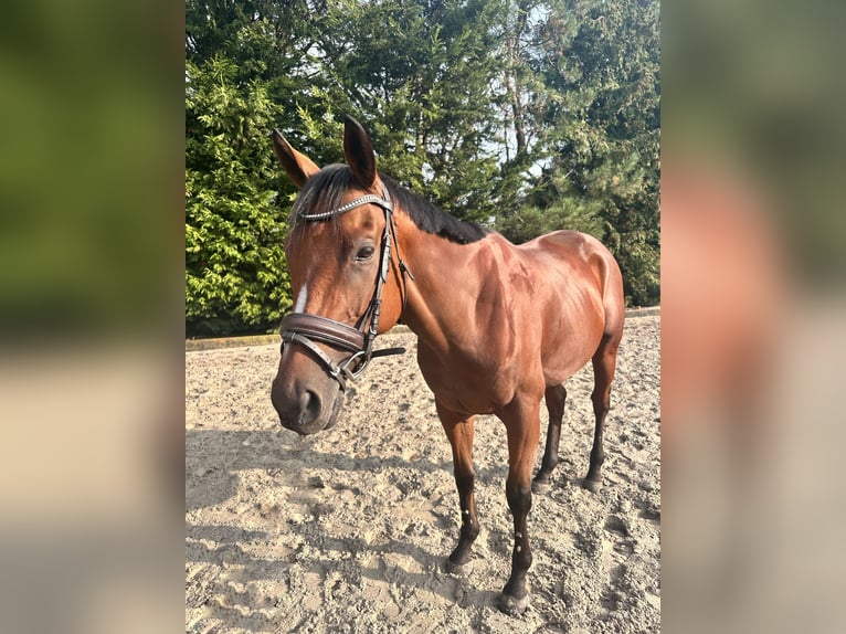 Thoroughbred Gelding 4 years 15.2 hh Bay-Dark in Kasterlee