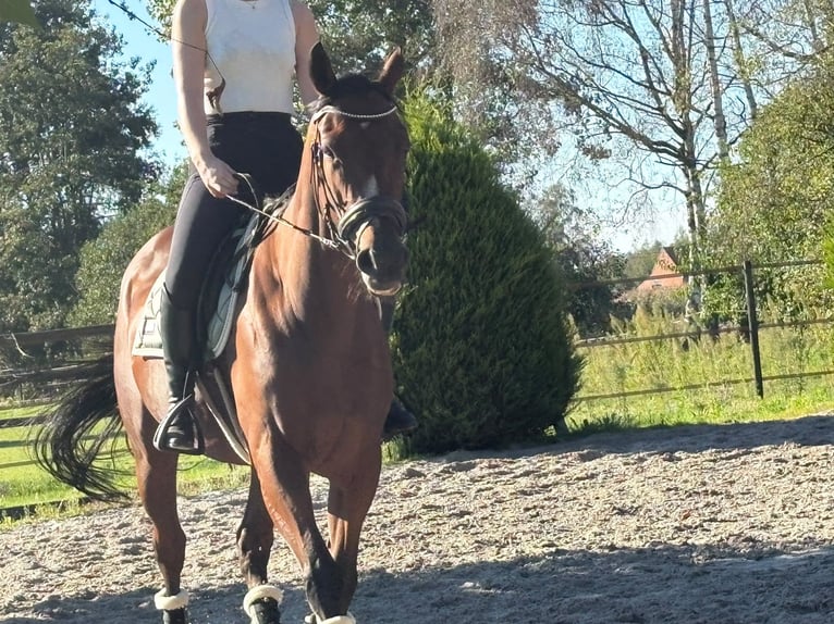 Thoroughbred Gelding 4 years 15.2 hh Bay-Dark in Kasterlee