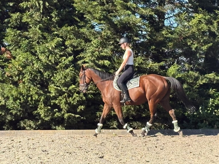 Thoroughbred Gelding 4 years 15.2 hh Bay-Dark in Kasterlee