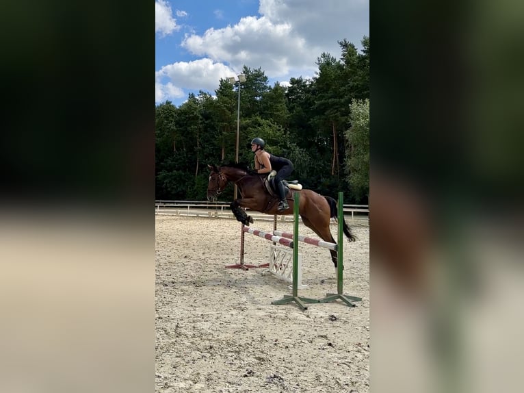 Thoroughbred Gelding 4 years 15,2 hh Bay in Piaseczno