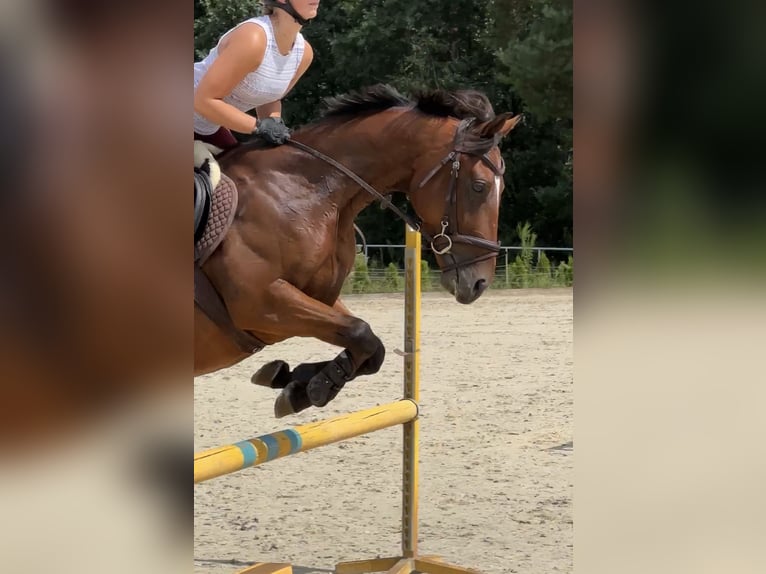 Thoroughbred Gelding 4 years 15,2 hh Bay in Piaseczno