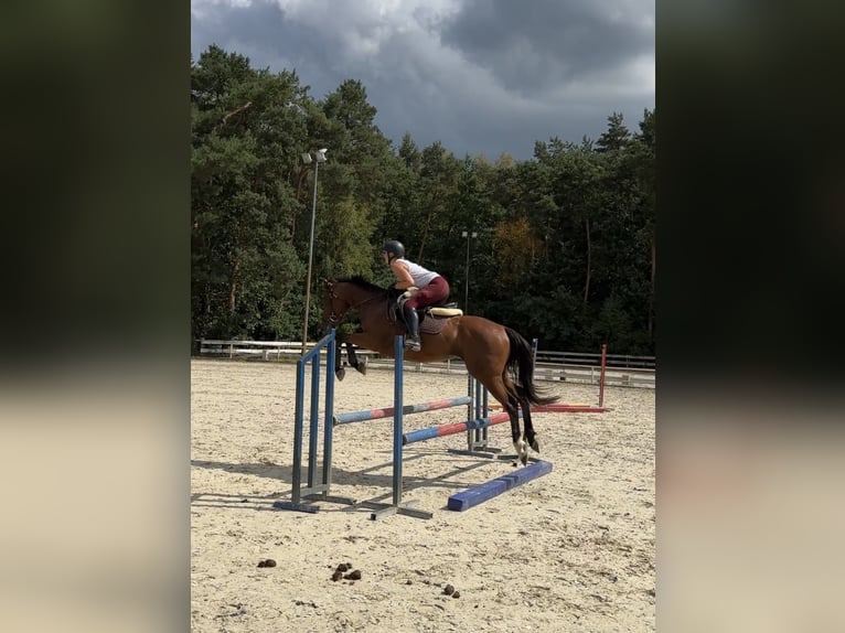 Thoroughbred Gelding 4 years 15,2 hh Bay in Piaseczno