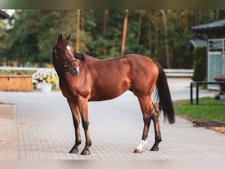 Thoroughbred Gelding 4 years 15,2 hh Bay in Piaseczno