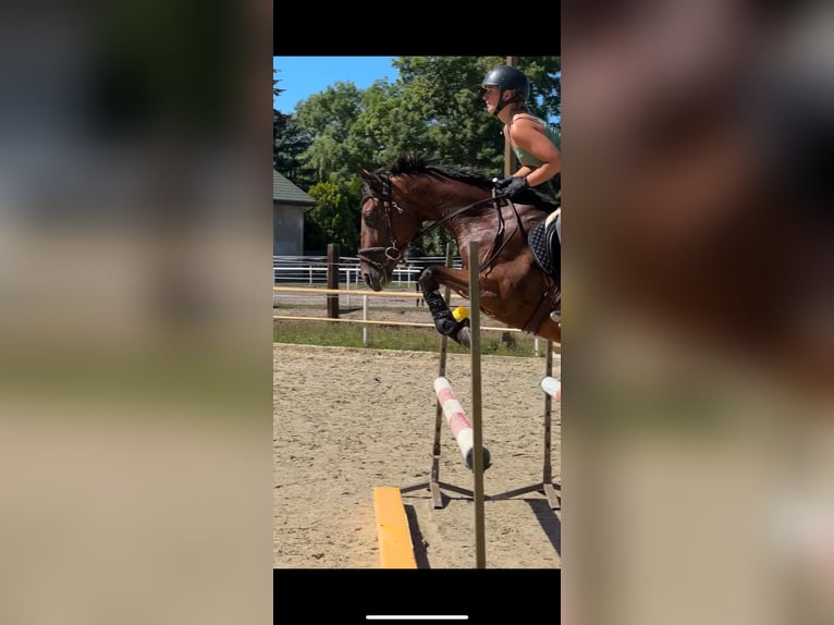 Thoroughbred Gelding 4 years 15,2 hh Bay in Piaseczno