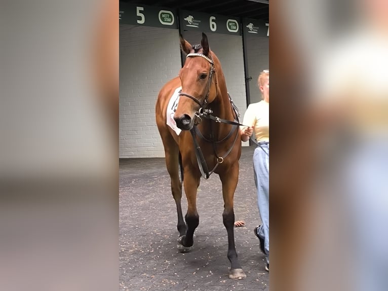Thoroughbred Gelding 4 years 15.2 hh Brown in Duisburg