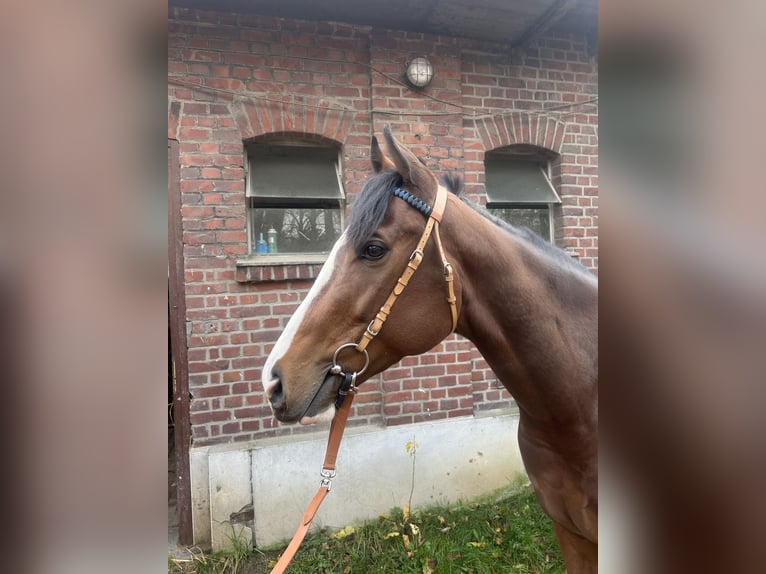 Thoroughbred Gelding 4 years 15,2 hh Brown in Krefeld