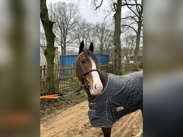 Thoroughbred Gelding 4 years 15,2 hh Brown in Krefeld