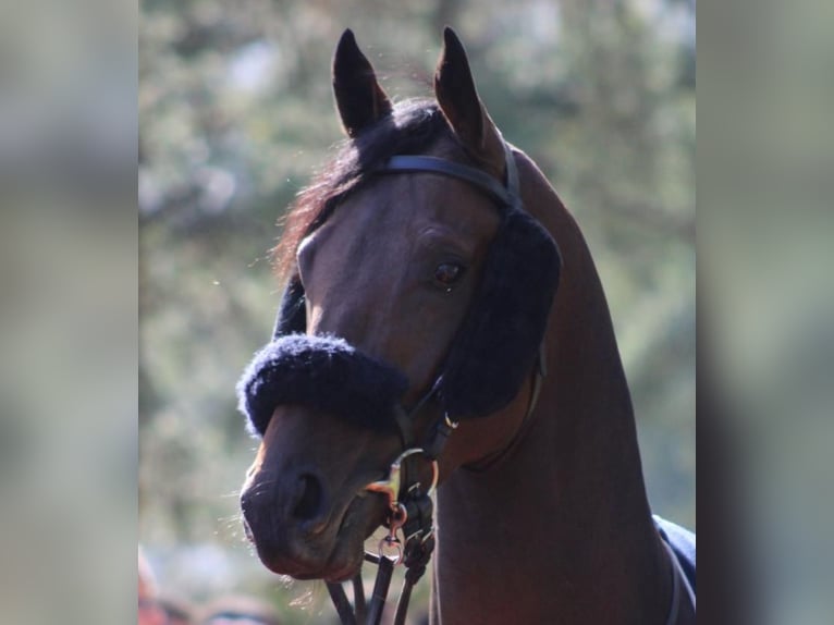 Thoroughbred Gelding 4 years 15.2 hh Brown in Neuss