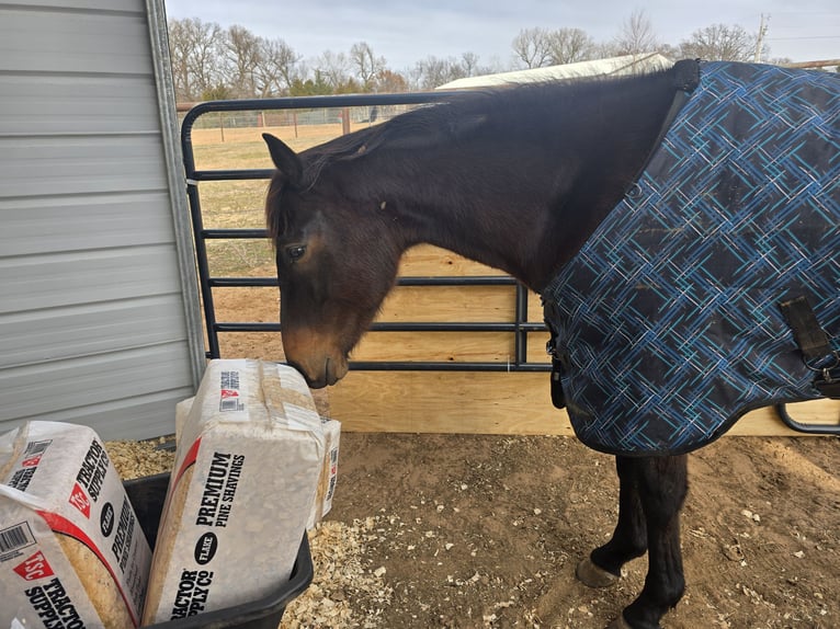 Thoroughbred Gelding 4 years 15 hh Bay-Dark in Perkins