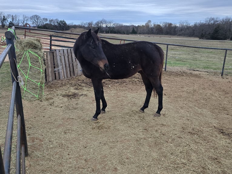 Thoroughbred Gelding 4 years 15 hh Bay-Dark in Perkins