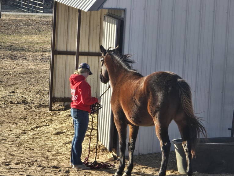 Thoroughbred Gelding 4 years 15 hh Bay-Dark in Perkins