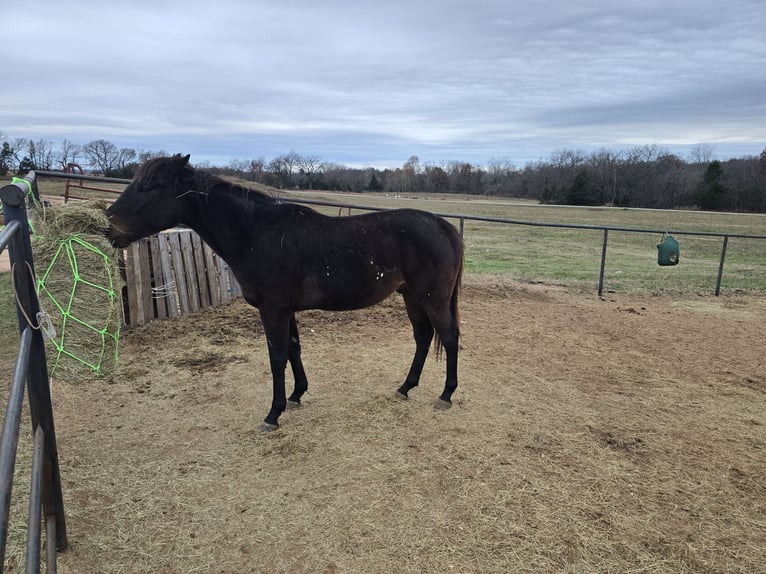 Thoroughbred Gelding 4 years 15 hh Bay-Dark in Perkins