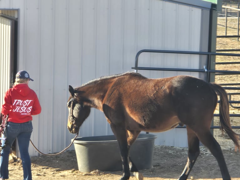 Thoroughbred Gelding 4 years 15 hh Bay-Dark in Perkins