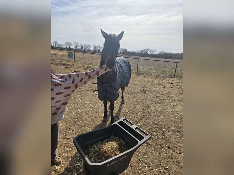 Thoroughbred Gelding 4 years 15 hh Bay-Dark in Perkins