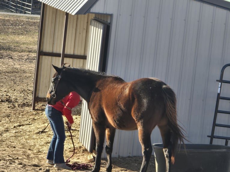 Thoroughbred Gelding 4 years 15 hh Bay-Dark in Perkins