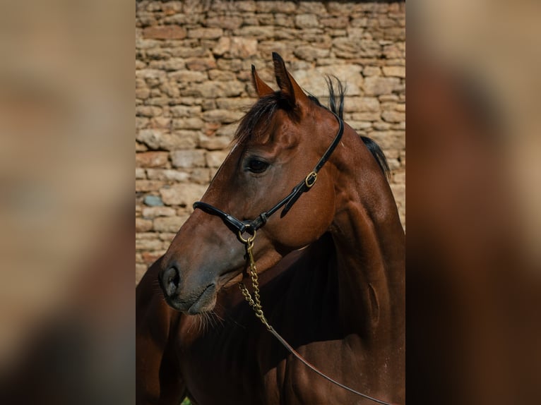 Thoroughbred Gelding 4 years 15,1 hh Brown in Le Breil, Vieux-Pont-en-Auge