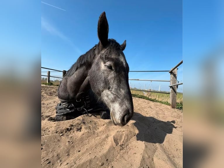 Thoroughbred Gelding 4 years 15,1 hh Grey-Dark-Tan in Zwanenburg Thoroughbred Gelding 4 years 15,1 hh Grey-Dark-Tan in Zwanenburg