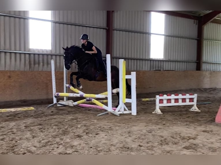 Thoroughbred Gelding 4 years 15,1 hh in Sligo