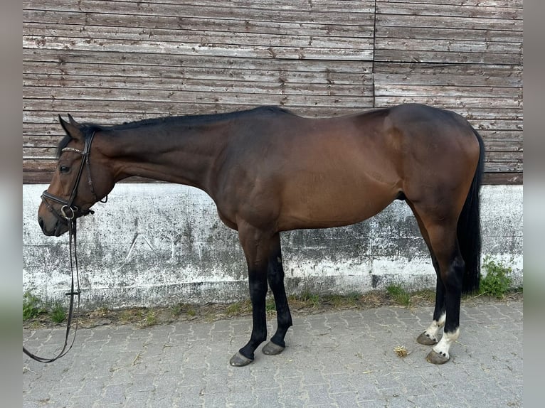 Thoroughbred Gelding 4 years 15,2 hh Brown in Essen