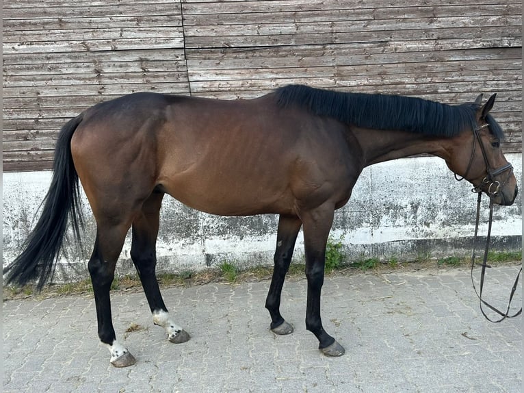Thoroughbred Gelding 4 years 15,2 hh Brown in Essen