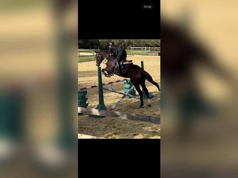 Thoroughbred Gelding 4 years 16,1 hh Brown in Laburgade