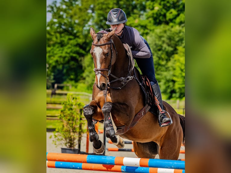 Thoroughbred Gelding 4 years 16,1 hh Brown in Laburgade