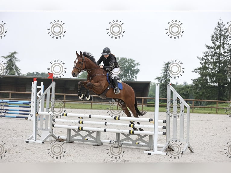 Thoroughbred Gelding 4 years 16,1 hh Brown in Vienne