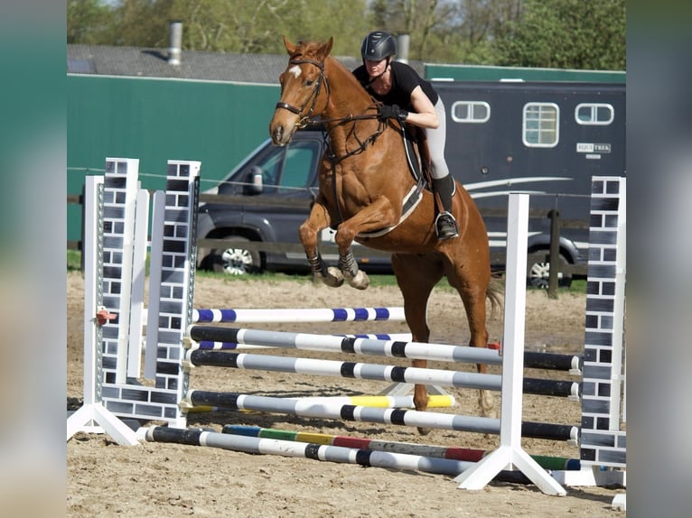 Thoroughbred Gelding 4 years 16,2 hh Chestnut-Red in Worpswede