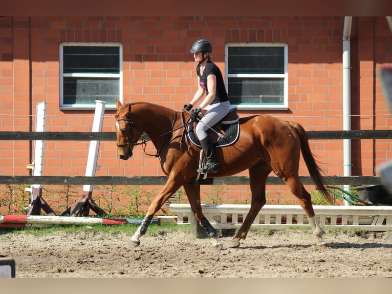 Thoroughbred Gelding 4 years 16,2 hh Chestnut-Red in Worpswede