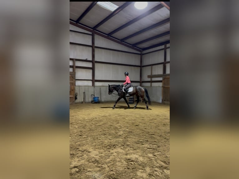 Thoroughbred Gelding 4 years 16 hh Bay in Plympton